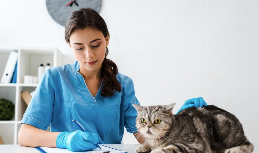 Kedilerin Rutin Sağlık Bakımları Nasıl Yapılır?