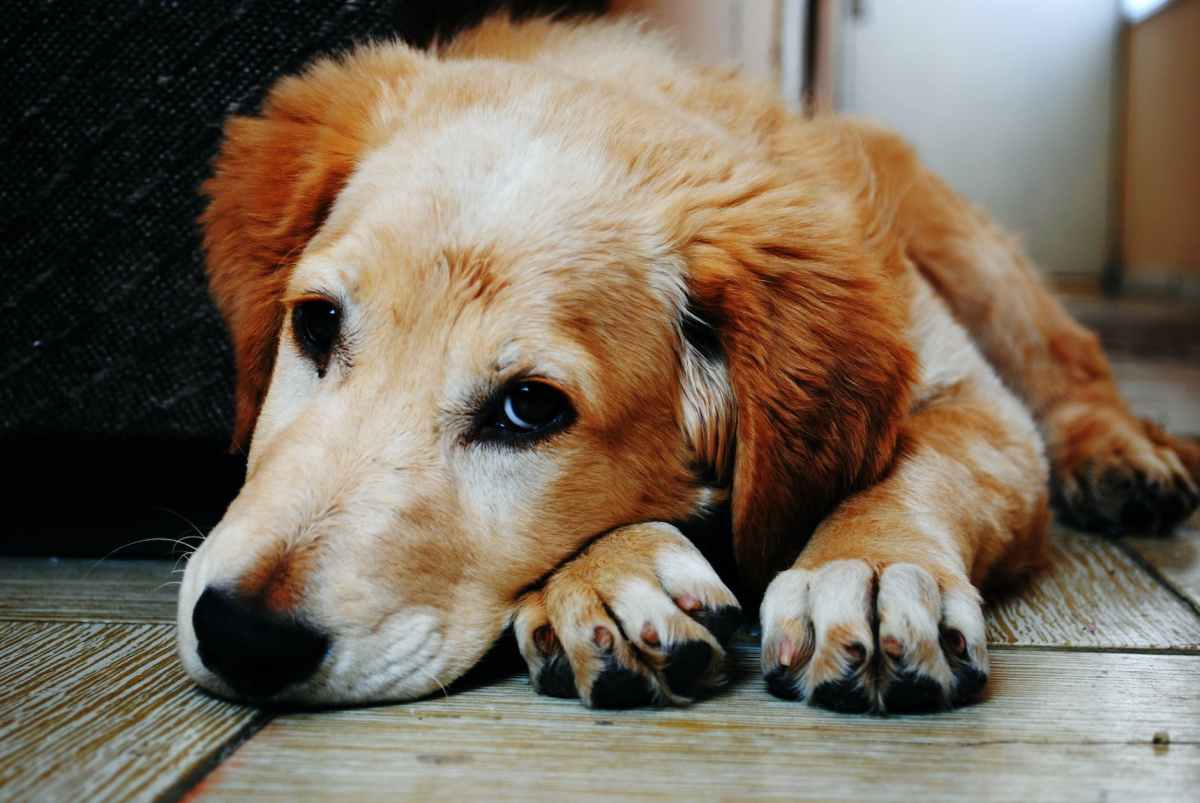 Köpek Hiperadrenakortisizm Hastalığı Nedir?